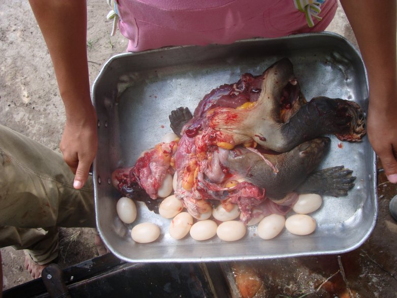 żółw i żółwie jaja- to najprościej upolować