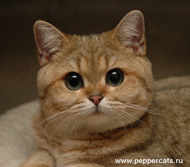 Ryc. 1. Helia Pappercats