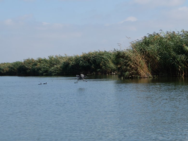 Delta Dunaju, Rumunia