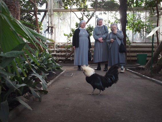 W palmiarni wszyscy czują się znakomicie – i odwiedzający i mieszkańcy.