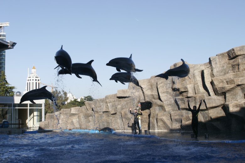 Popis delfinów w Batumi.