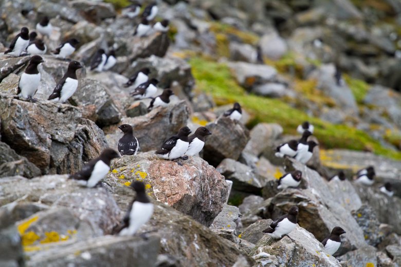 Kolonia alczyków niedaleko Polskiej Stacji Polarnej (sierpień)