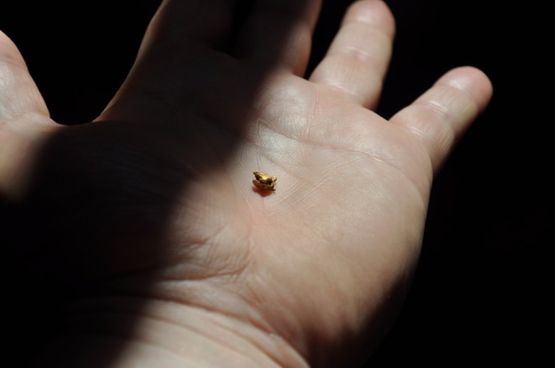 Samorodek mongolskiego złota na dłoni autora artykułu