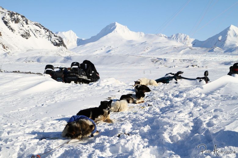 Psi zaprzęg z Longyearbyen