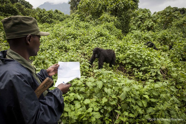 Młody samiec zbliża się do strażnika parku.