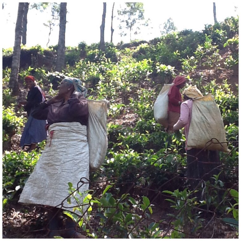 Kobiety zbierające herbatę. Z każdej gałązki zrywane są jedynie 2-3 najmłodsze, najbardziej soczyste listki.