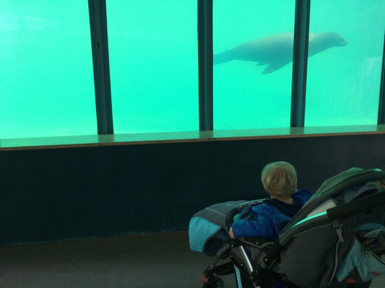 Ogród zoologiczny. Fokarium