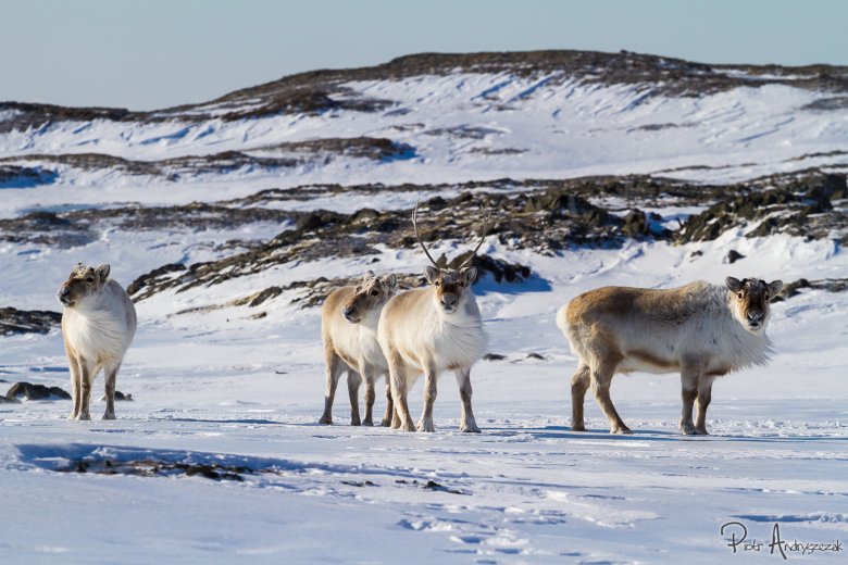 Renifery w okolicy Polskiej Stacji Polarnej