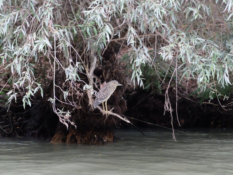 Ślepowron, Delta Dunaju