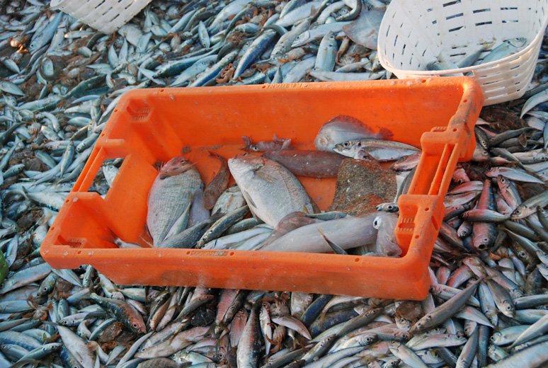 Przyłów - przy takiej ilości sardynek, makreli i ostroboków jak widać marginalny.