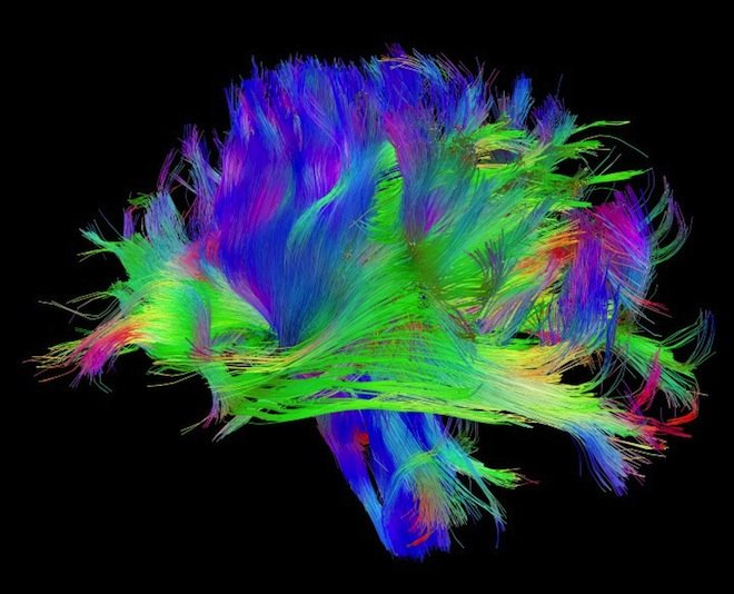 Mapa połączeń między neuronami w mózgu