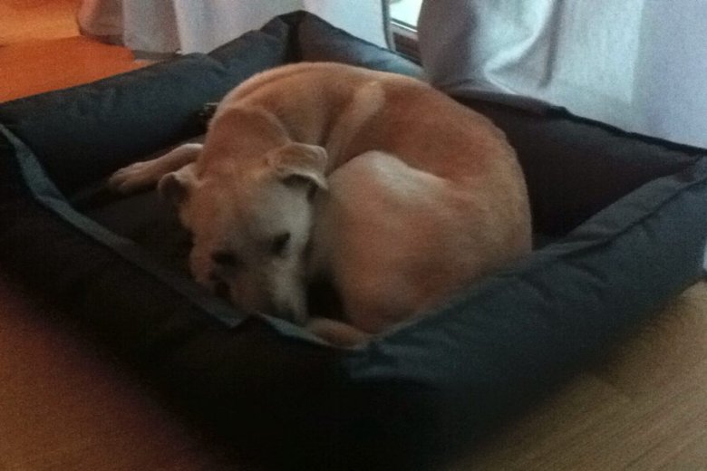 Dżimi śpiący, zwykle anektuje kanapę, z której trudno go zgonić.