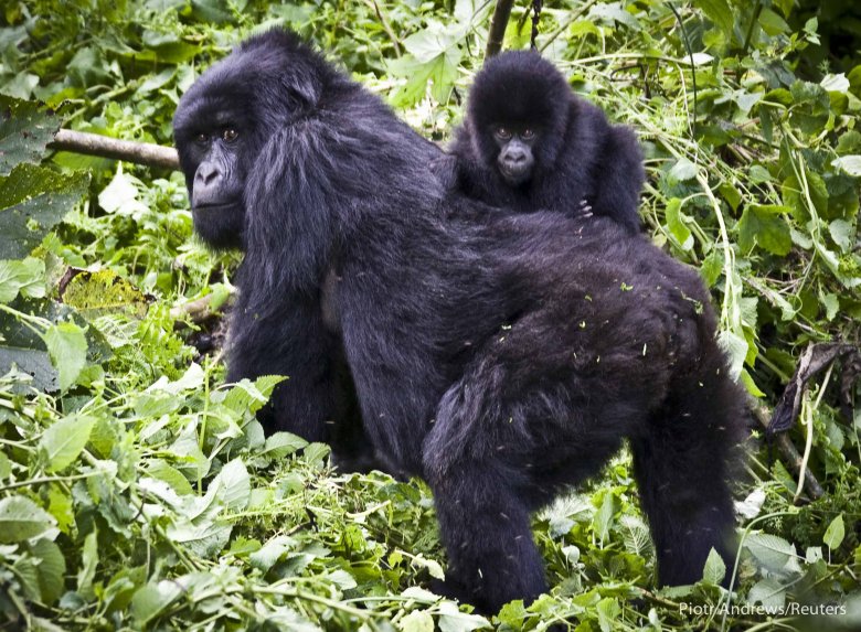Samica z małymi gorylątkami.