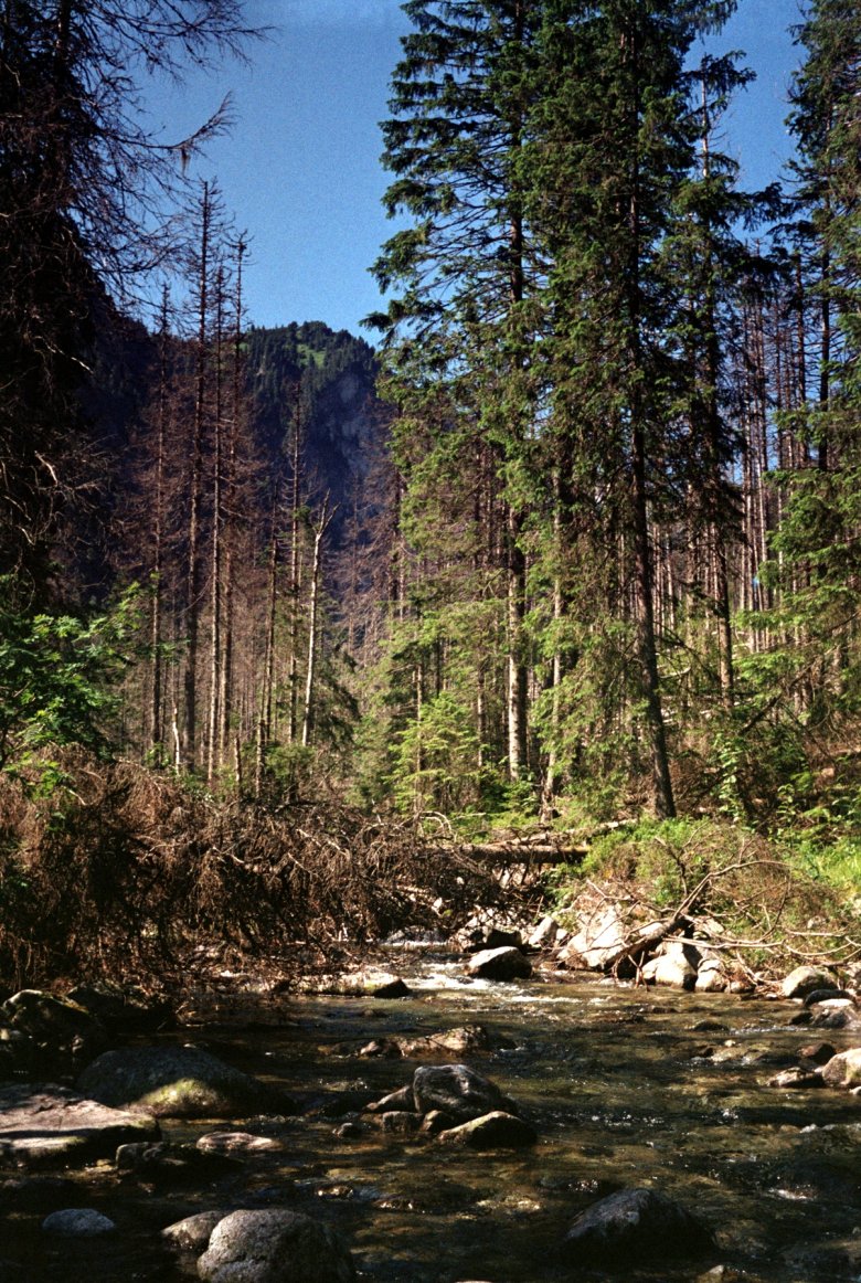 Zielony szlak w drodze do Doliny Pięciu Stawów. Smiena 8M.