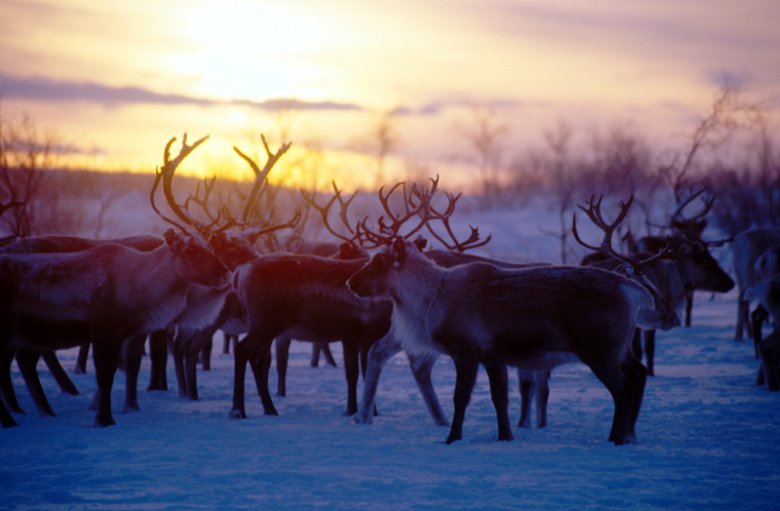 Stado reniferów o zachodzie słońca