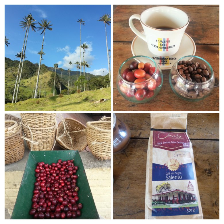 Wysokie palmy i plantacje kawy - domeny Salento.