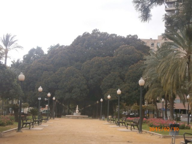 Explanada de España - drzewa