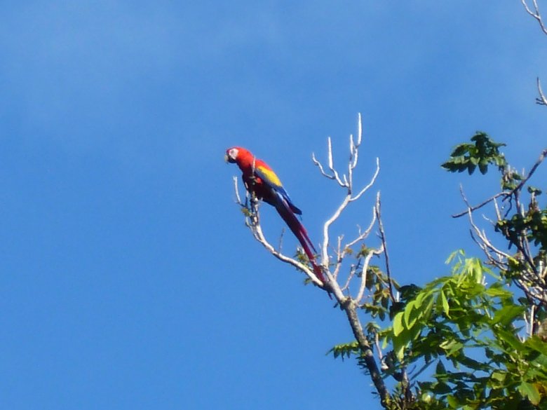 Ara na pobliskim drzewie.