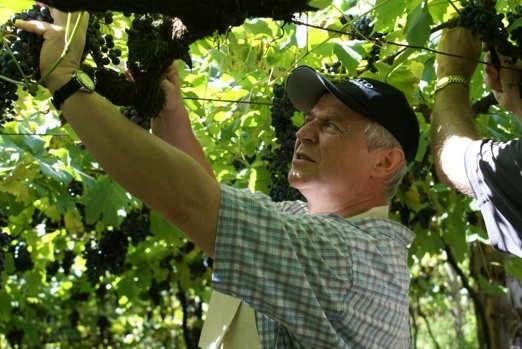 Marek Kondrat na winobraniu w Brazylii.