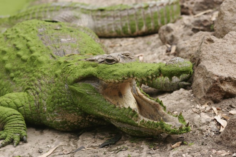 A tu już nieco znudzony naszym towarzystwem krokodyl.