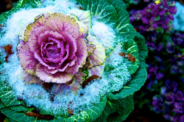 Kapusta z pałacowego ogrodu