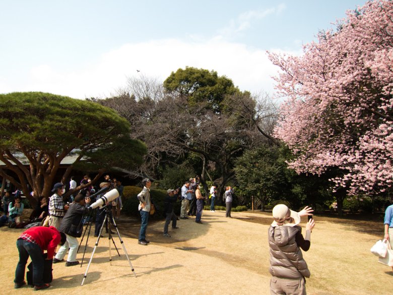 Jak co roku, trzeba te piękności uwiecznić. (i to jakim sprzętem!) - w moim ulubionym parku - Shinjuku Gyoen