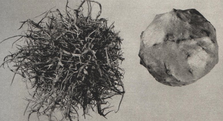 Agnieszka Polska, Ogród, 2010, animowane wideo, 11'08", dzięki uprzejmości ŻAK | BRANICKA