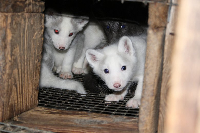 Śledztwo CENA FUTRA