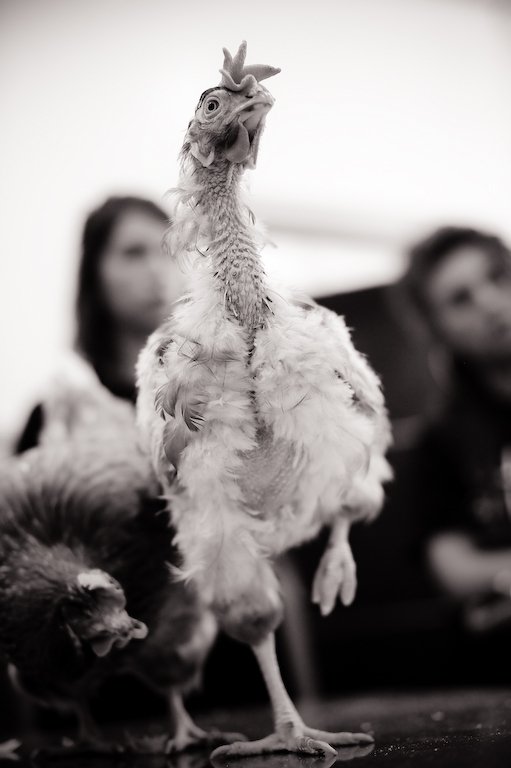 Jeden z kurczaków uratowanych w akcji OPEN RESCUE, fot. Jo-Anne McArthur