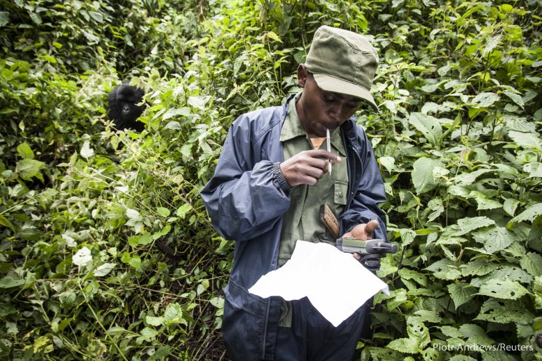 Młody samiec obserwuje strażnika parku robiącego notatki.