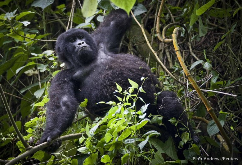 Młody samiec obserwuje naszą ekipę.