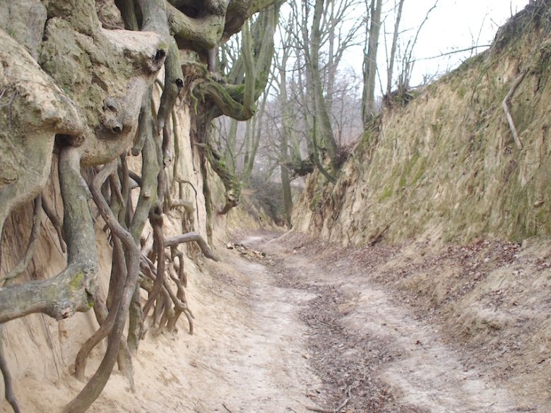 Niezwykły Wąwóz Korzeniowy