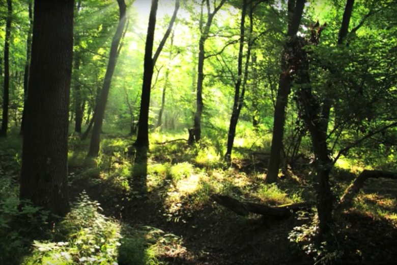 Znalezione obrazy dla zapytania las